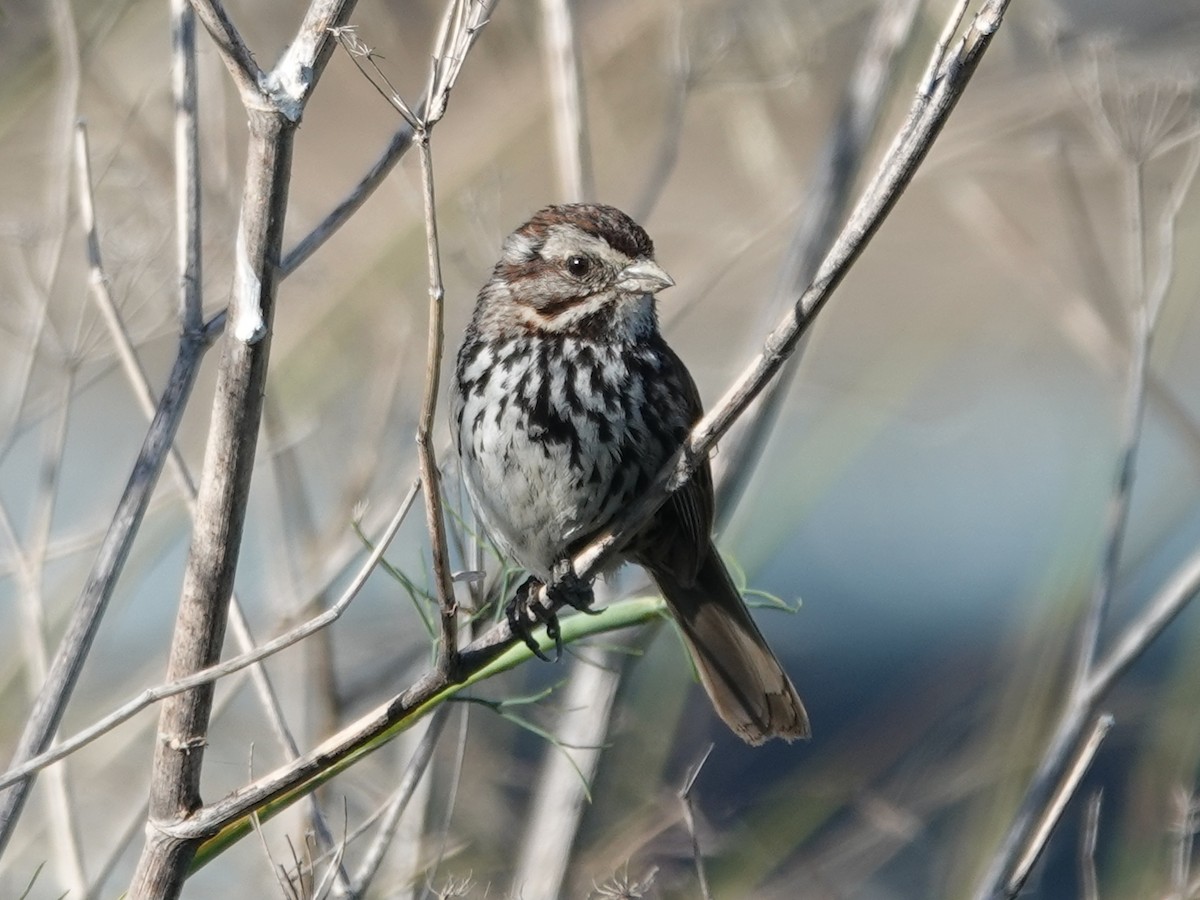 Song Sparrow - Barry Reed