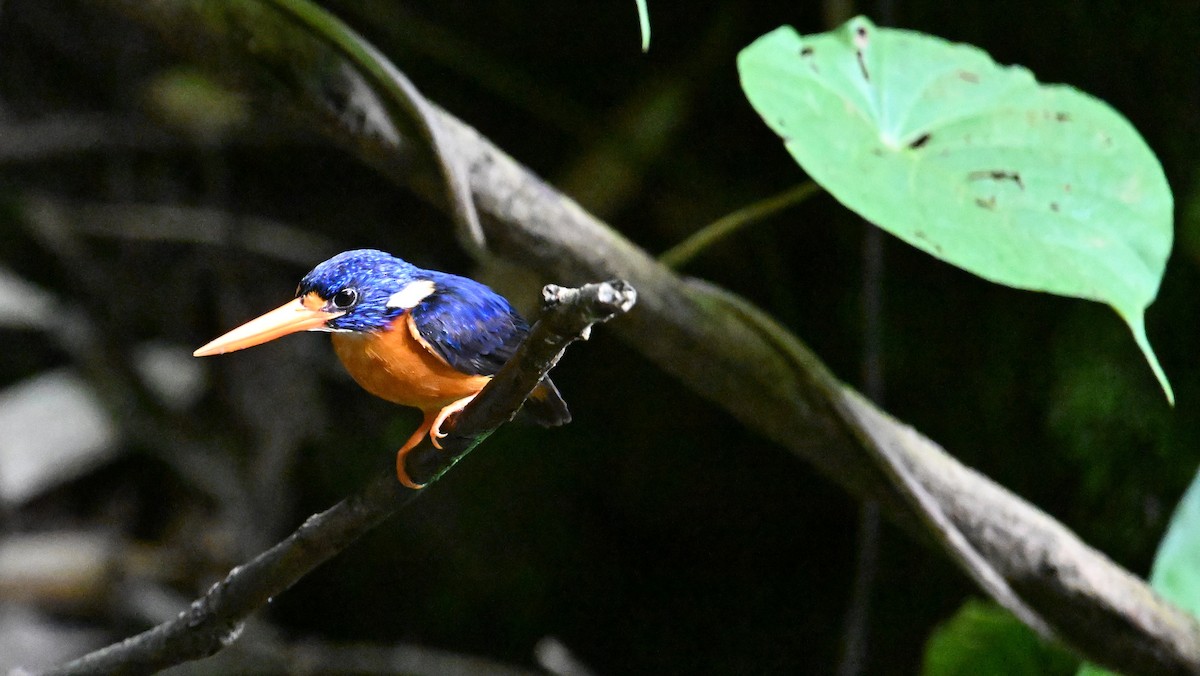 Moluccan Dwarf-Kingfisher (North Moluccan) - ML619919992