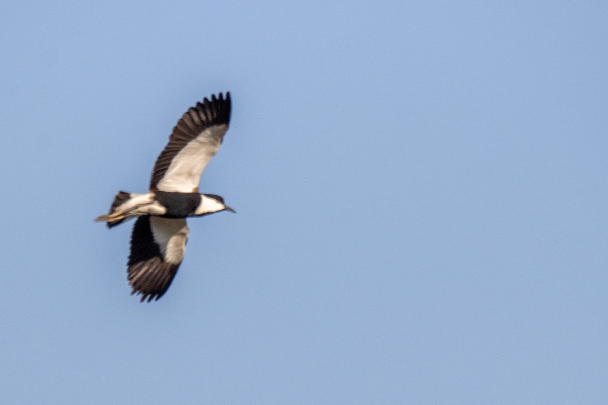 Spur-winged Lapwing - ML619920012