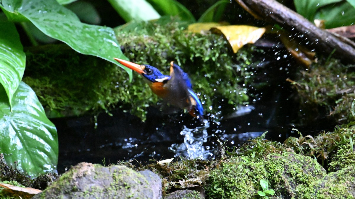 Moluccan Dwarf-Kingfisher (North Moluccan) - ML619920019