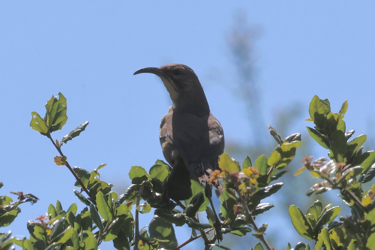 California Thrasher - ML619920023