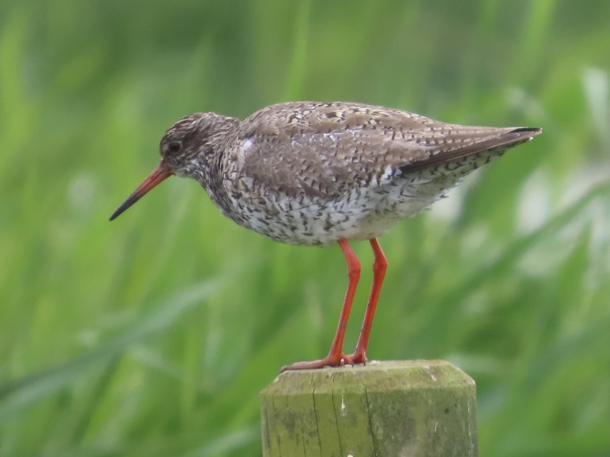 Common Redshank - christopher stuart elmer