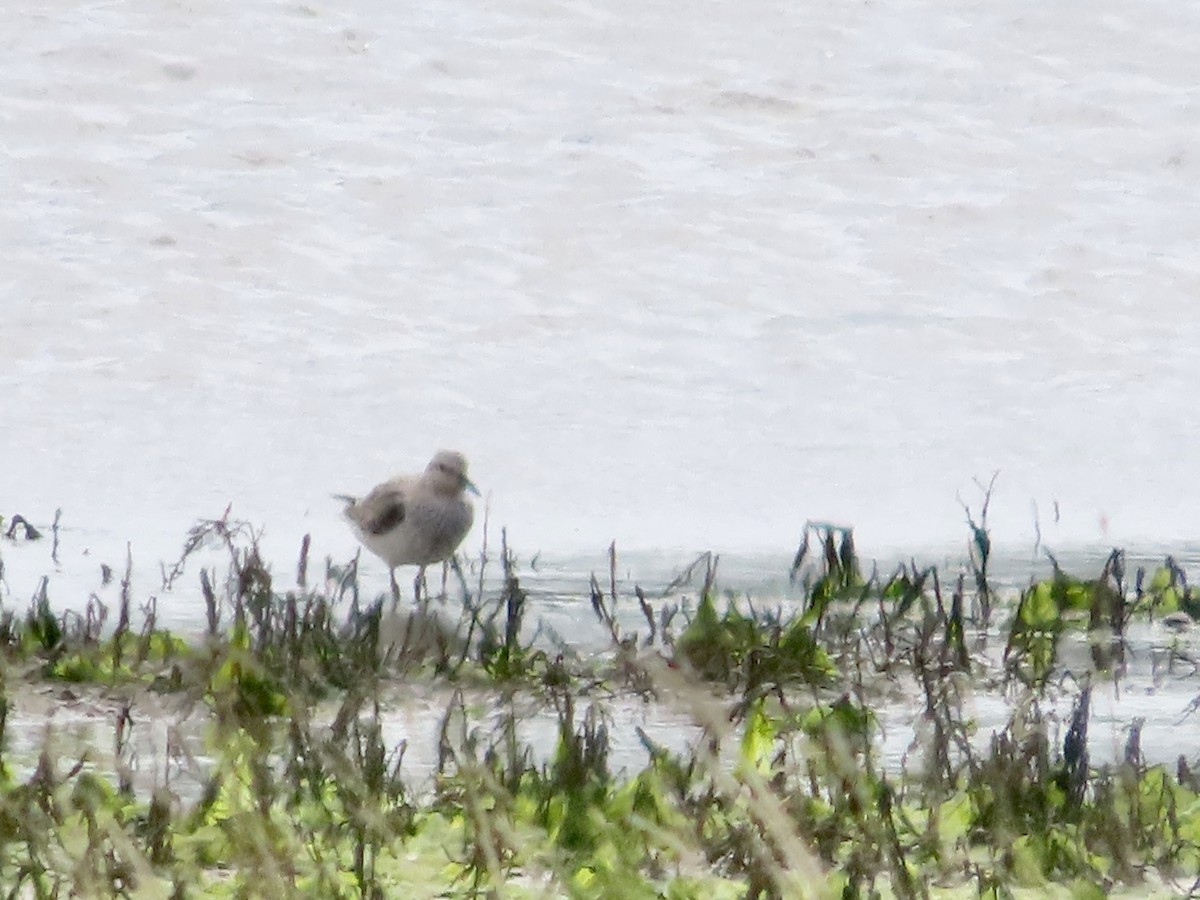 Bécasseau sanderling - ML619920036