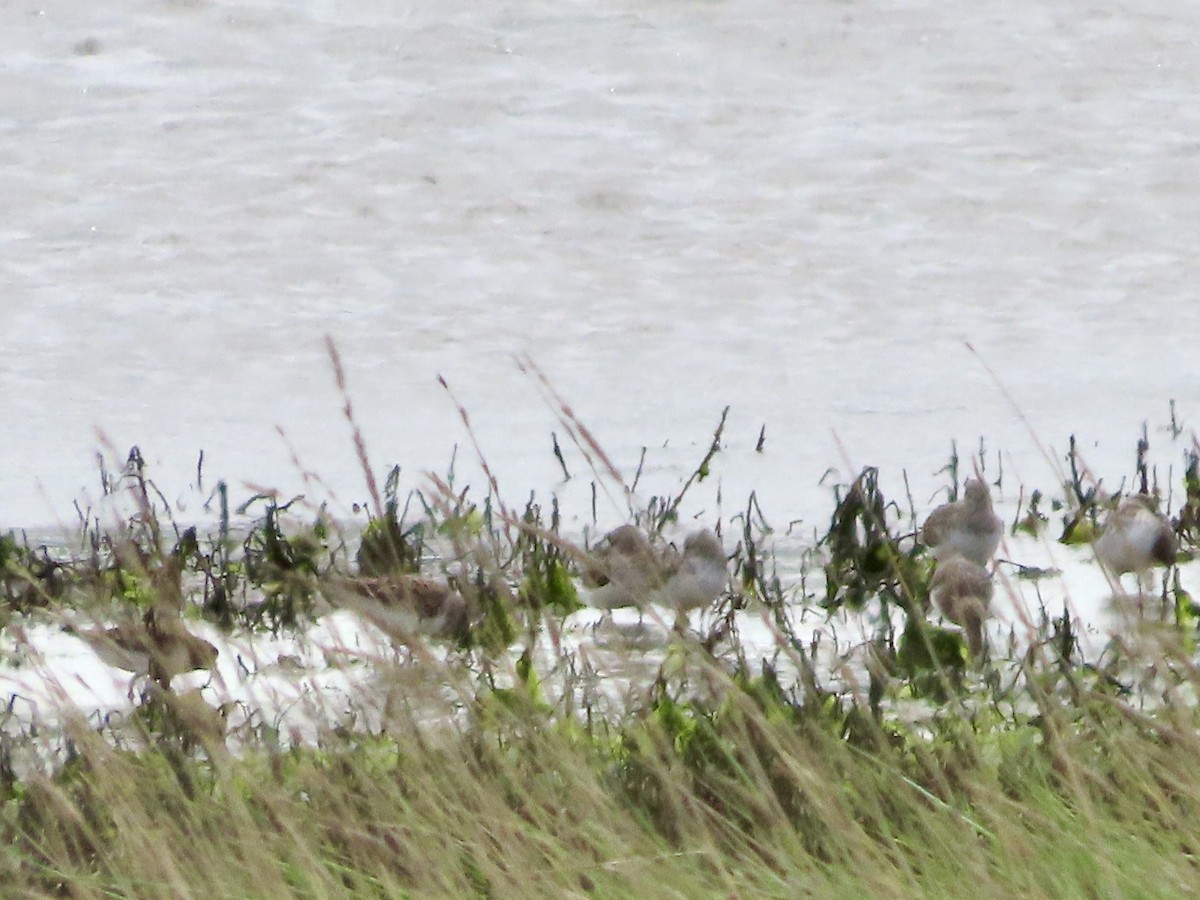 Bécasseau sanderling - ML619920037