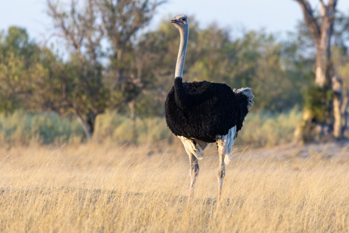 Common Ostrich - ML619920048