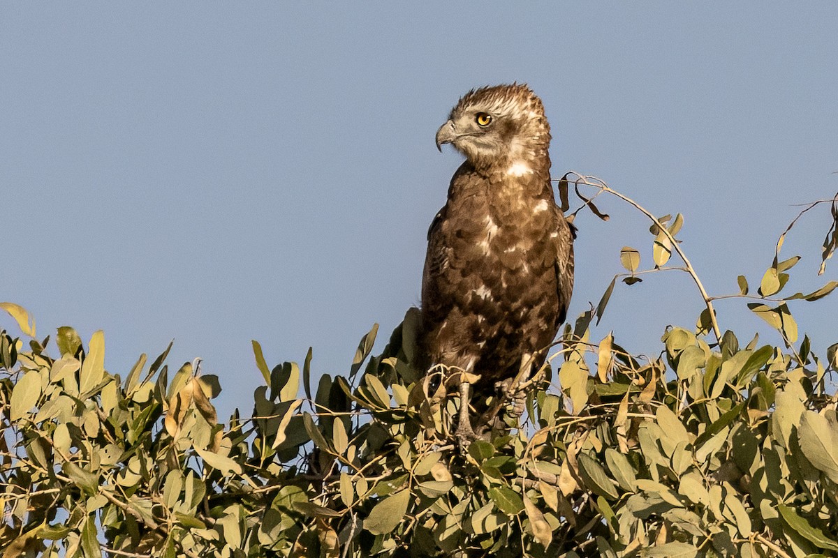 Brown Snake-Eagle - ML619920065