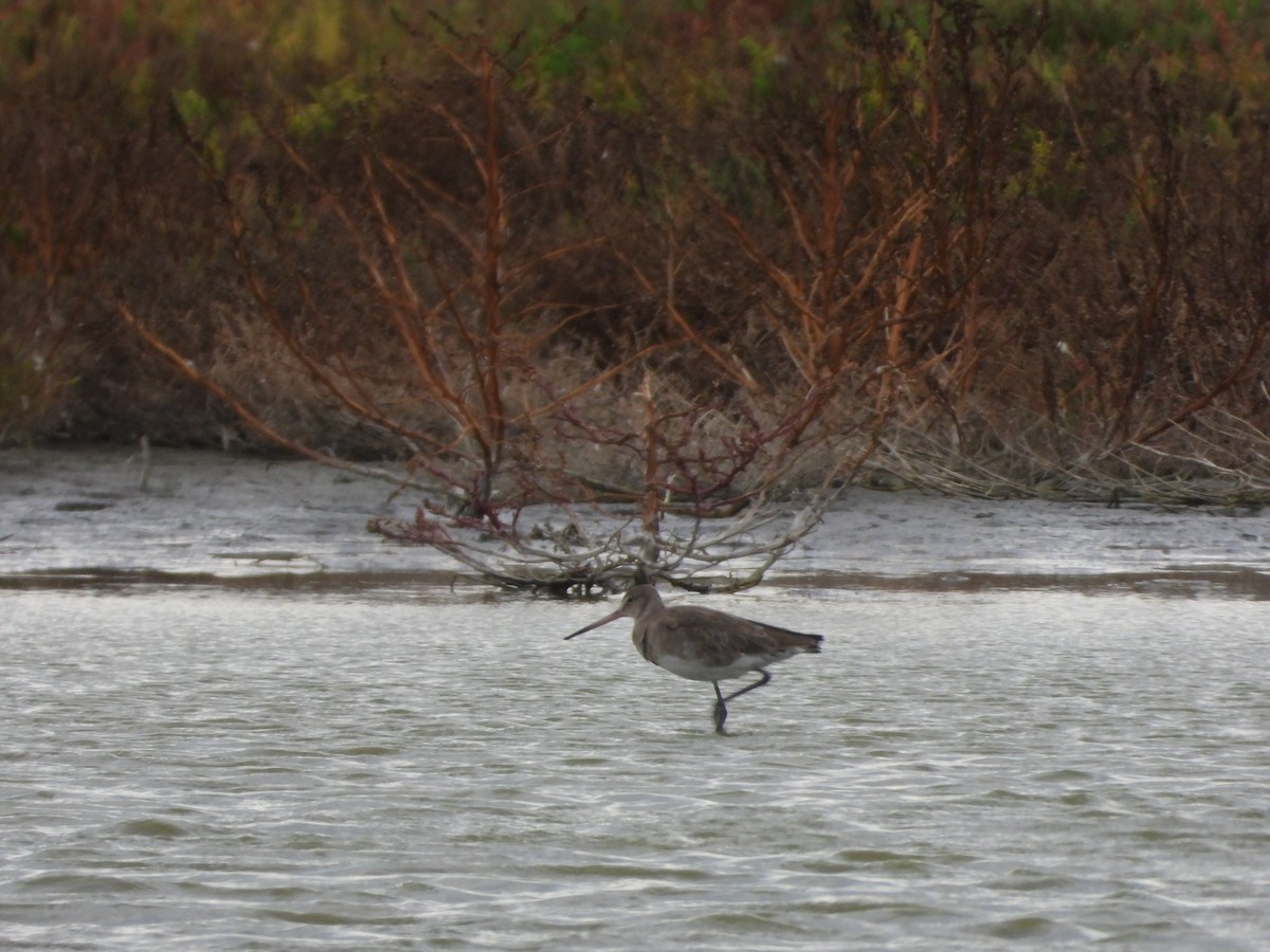 Black-tailed Godwit - ML619920066