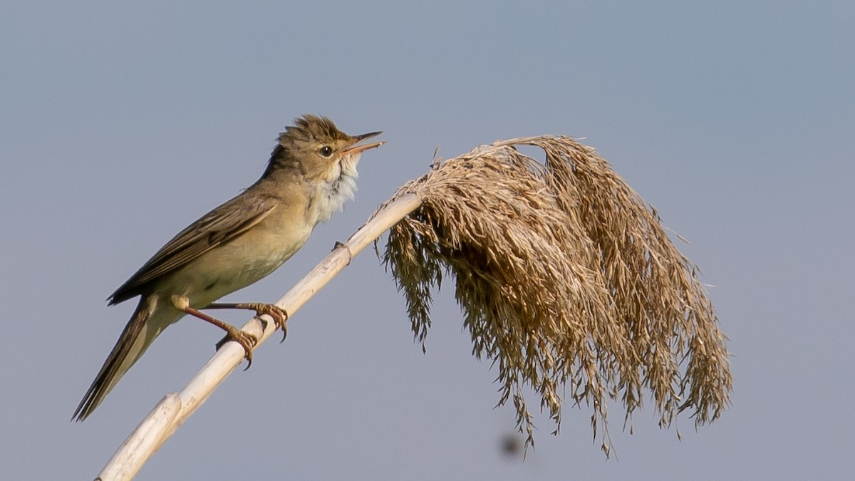 Marsh Warbler - ML619920071