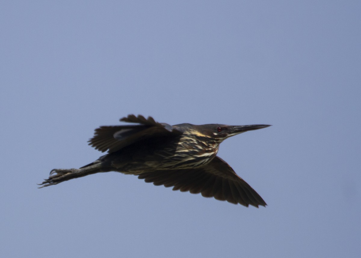 黃頸黑鷺 - ML619920084