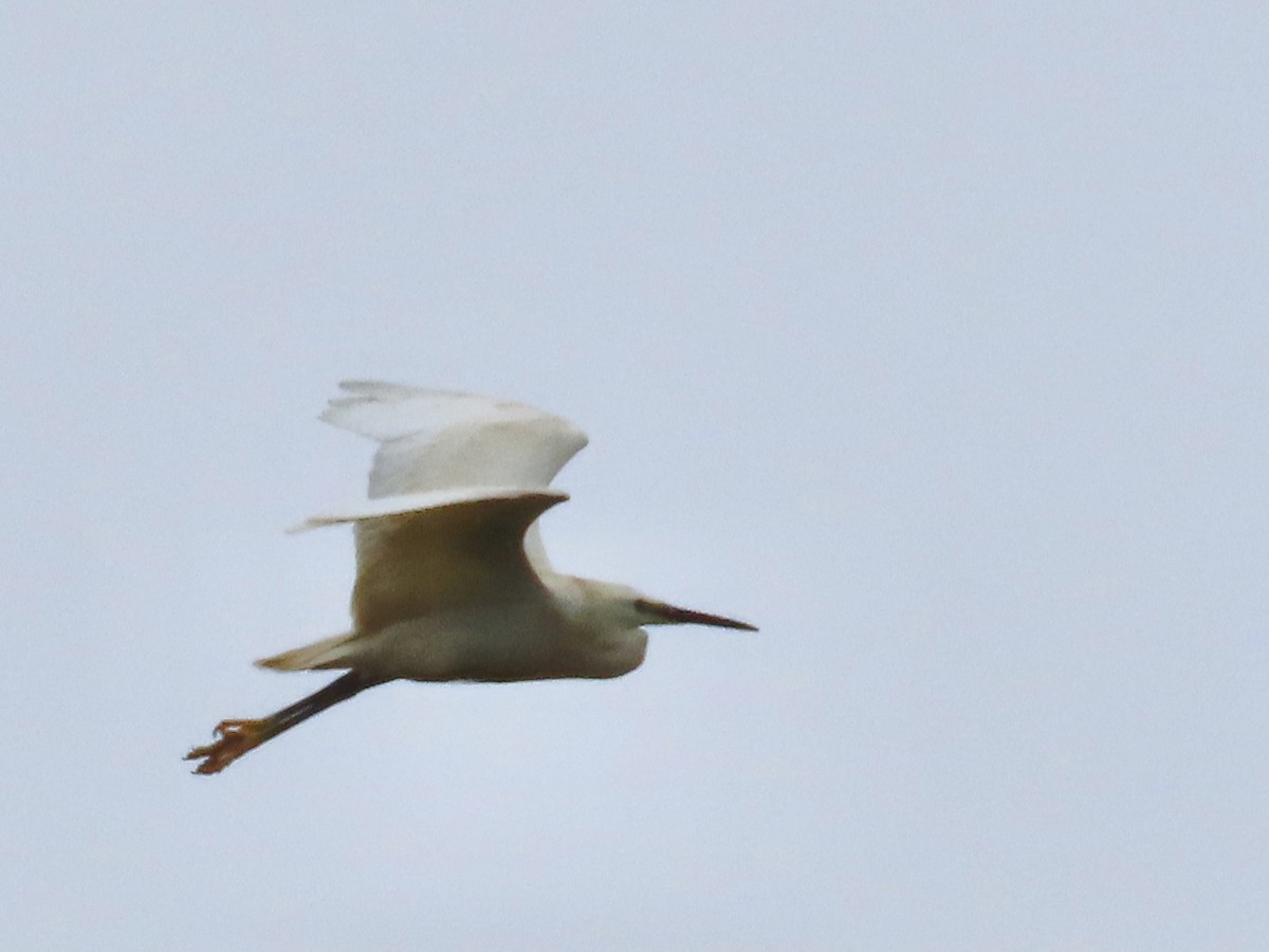 Great Egret - ML619920090