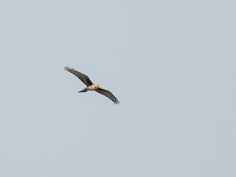 White-eyed Buzzard - ML619920098