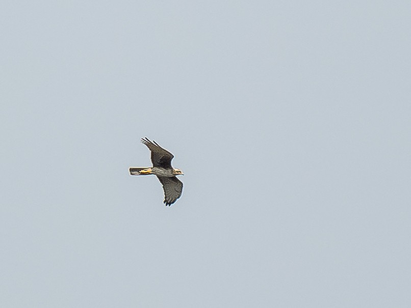 White-eyed Buzzard - ML619920102