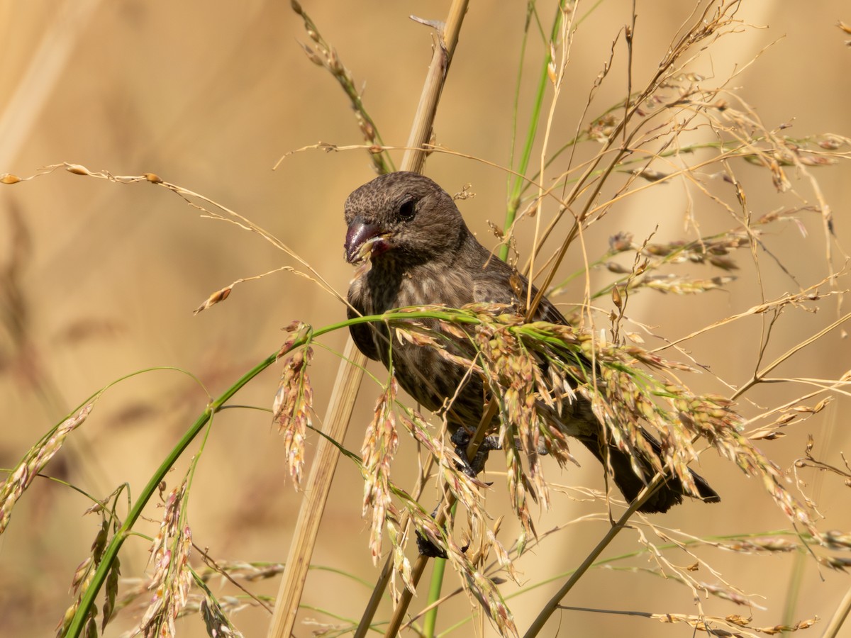 House Finch (Common) - ML619920109