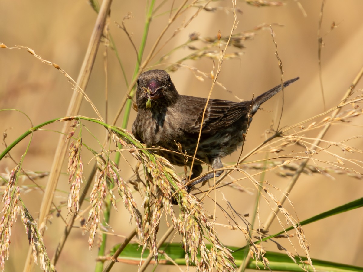 House Finch (Common) - ML619920110