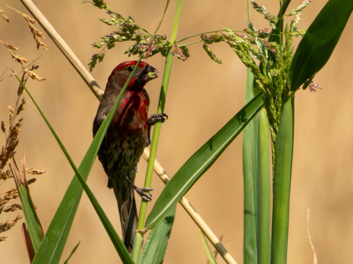 House Finch (Common) - ML619920111