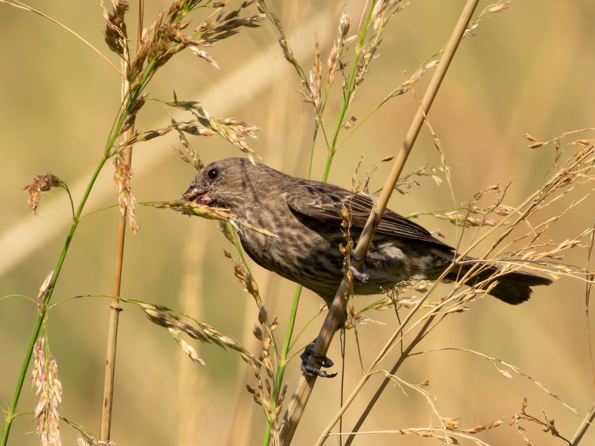 House Finch (Common) - ML619920112