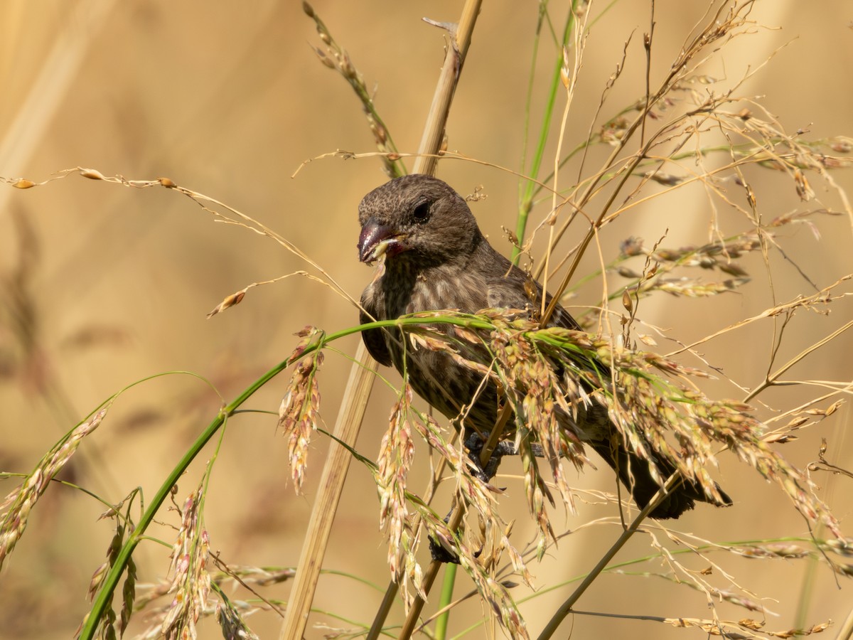 House Finch (Common) - ML619920116