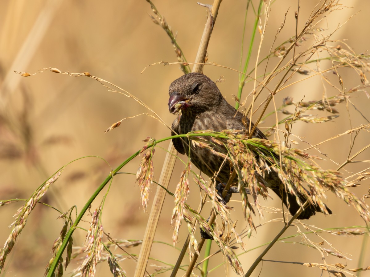 House Finch (Common) - ML619920117