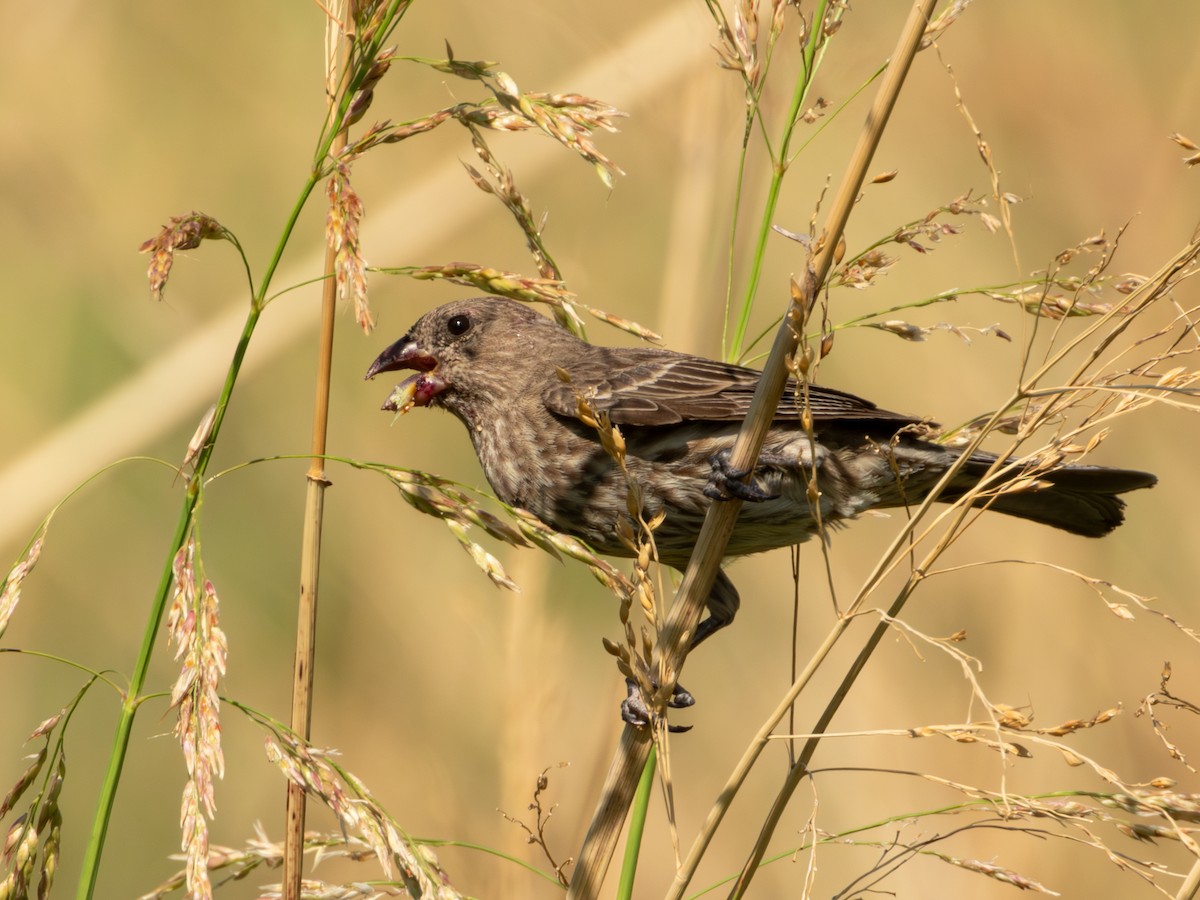 House Finch (Common) - ML619920121