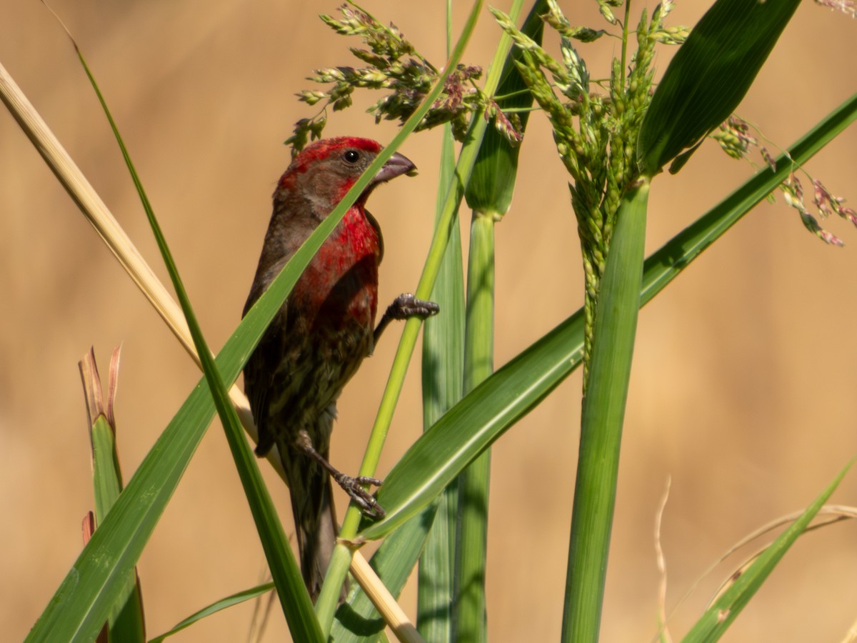 House Finch (Common) - ML619920123