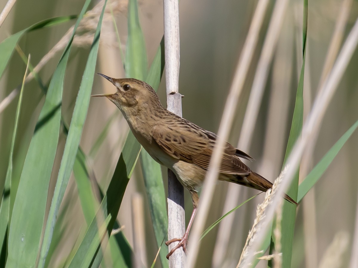 Common Grasshopper Warbler - ML619920125