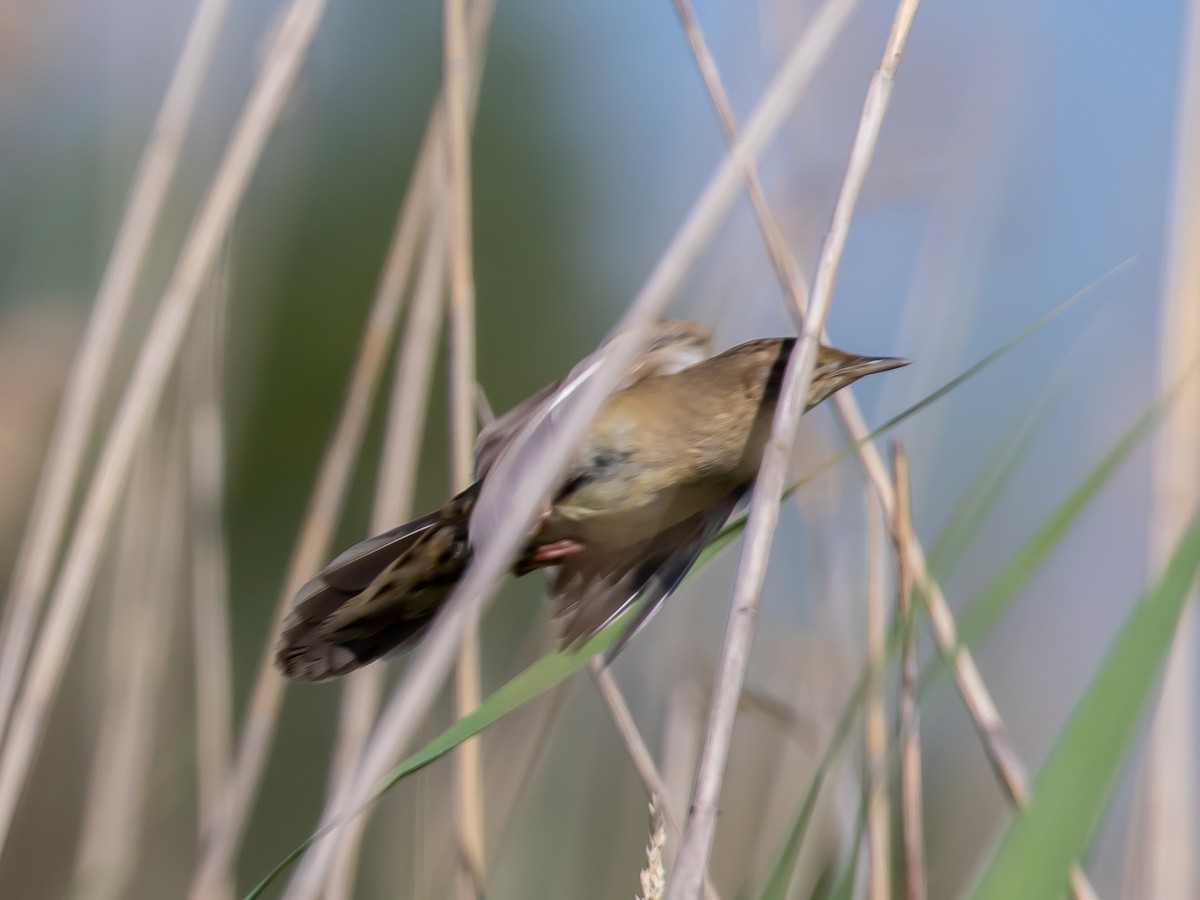 Common Grasshopper Warbler - ML619920129