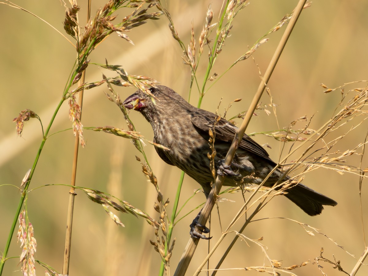 House Finch (Common) - ML619920131