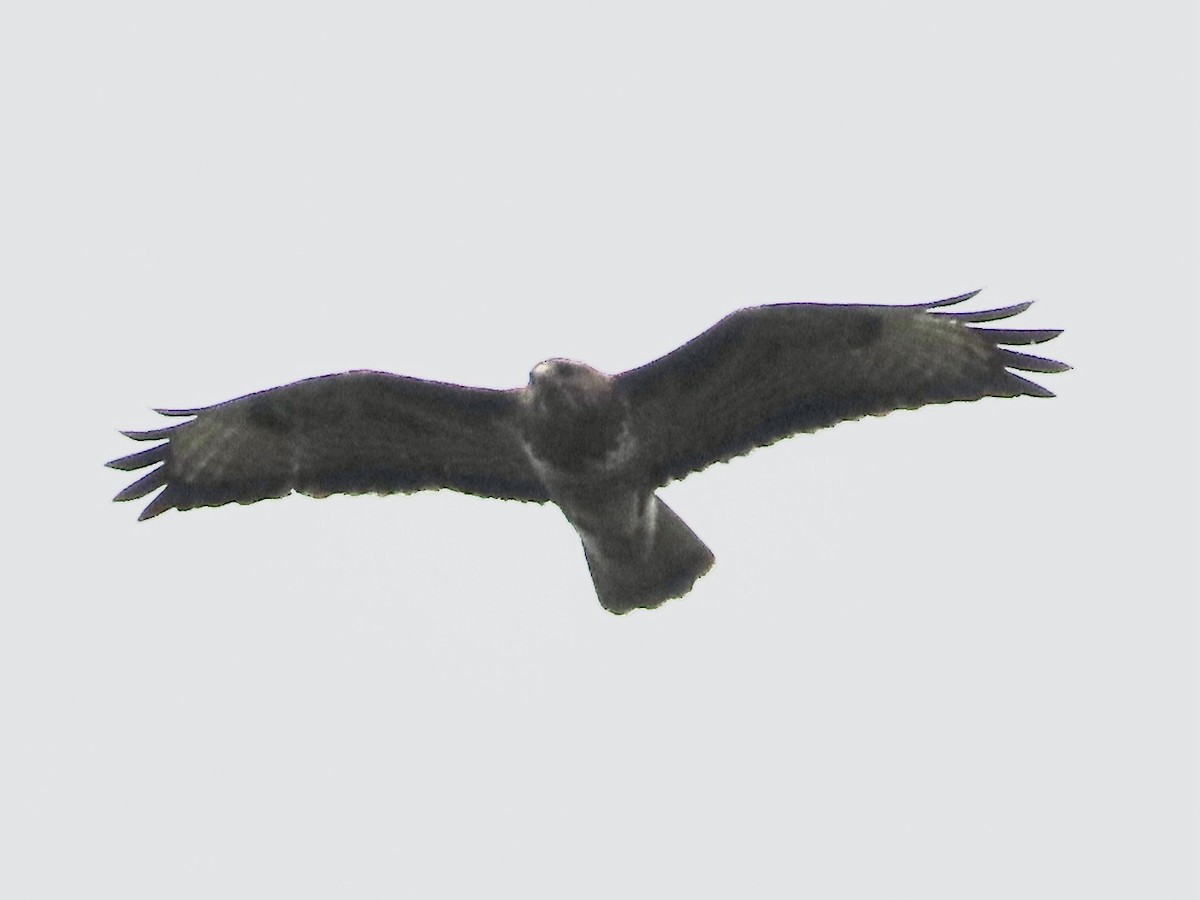 Common Buzzard - ML619920132