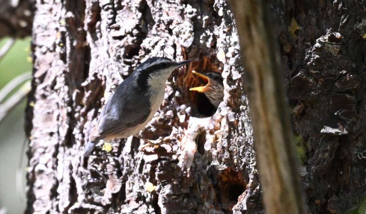 Red-breasted Nuthatch - ML619920140