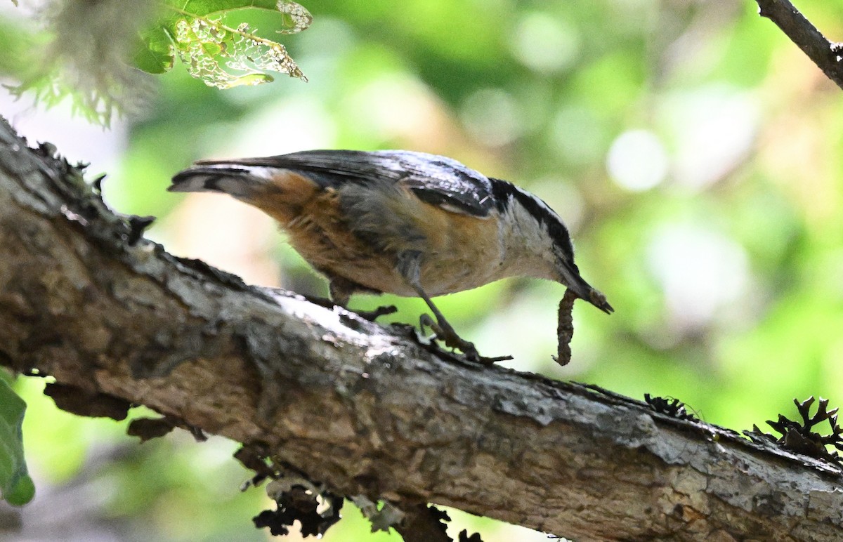 Red-breasted Nuthatch - ML619920141