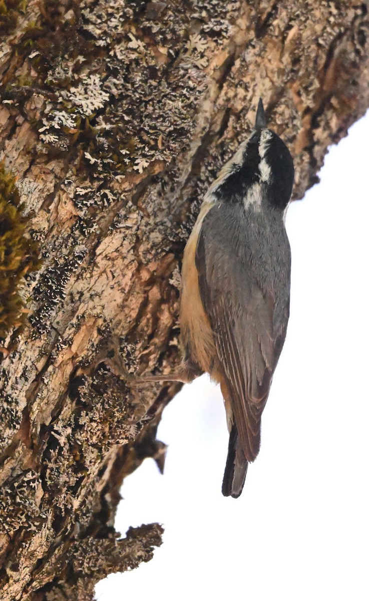 Red-breasted Nuthatch - ML619920142