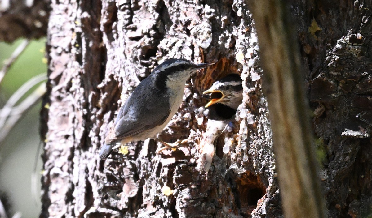 Red-breasted Nuthatch - ML619920143