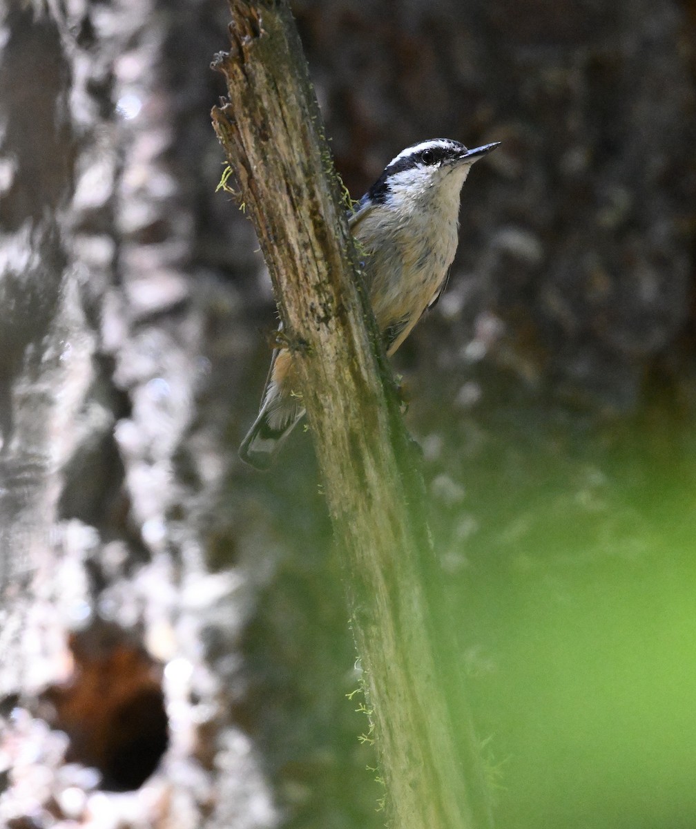 Red-breasted Nuthatch - ML619920144