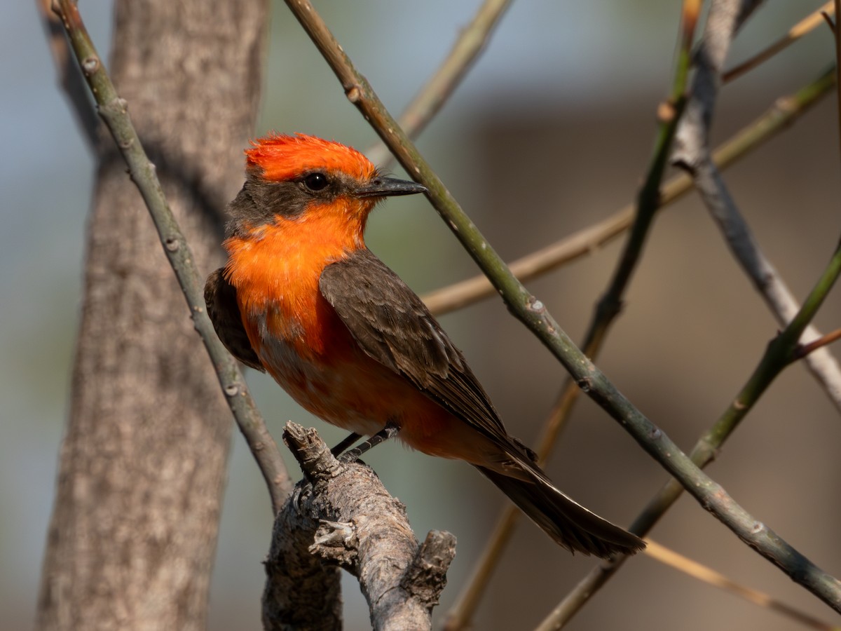 Vermilion Flycatcher (Northern) - ML619920153