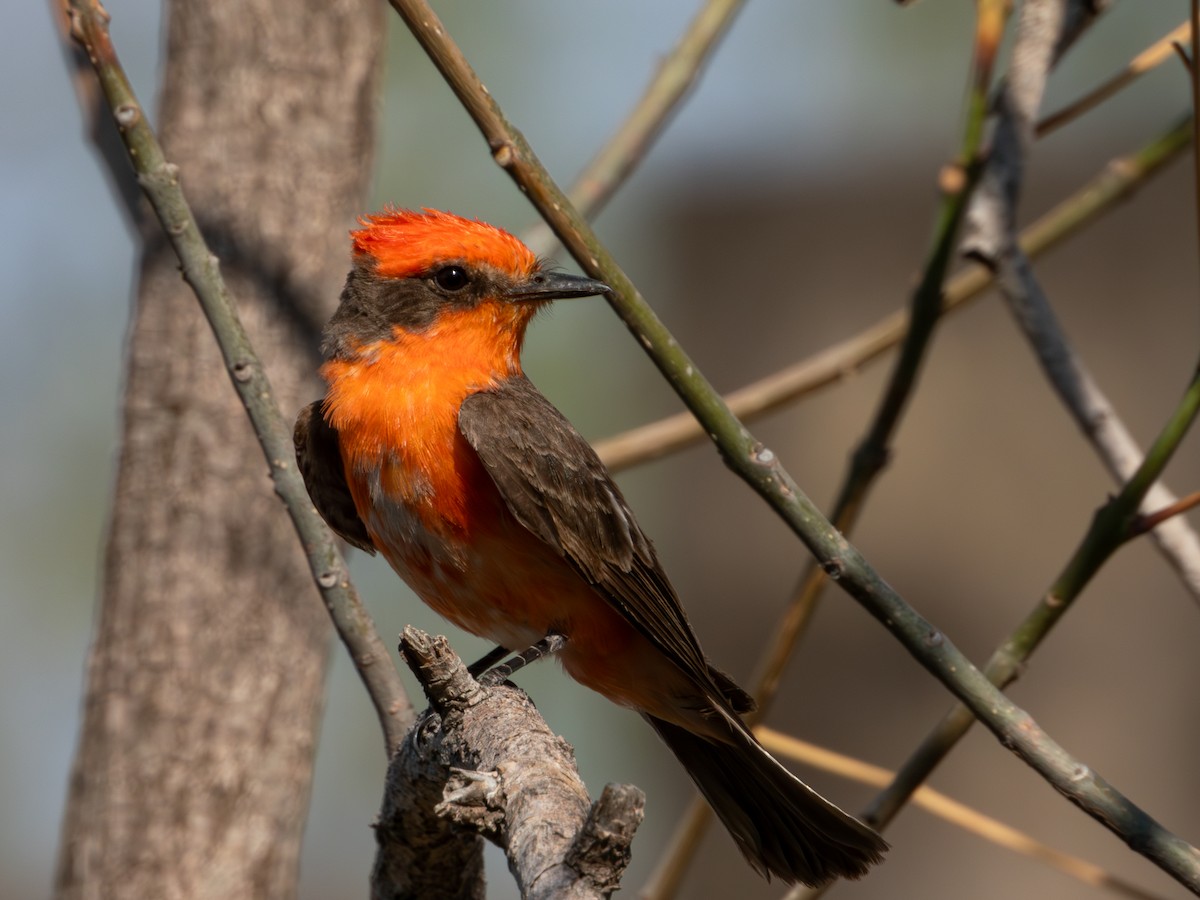 Vermilion Flycatcher (Northern) - ML619920156