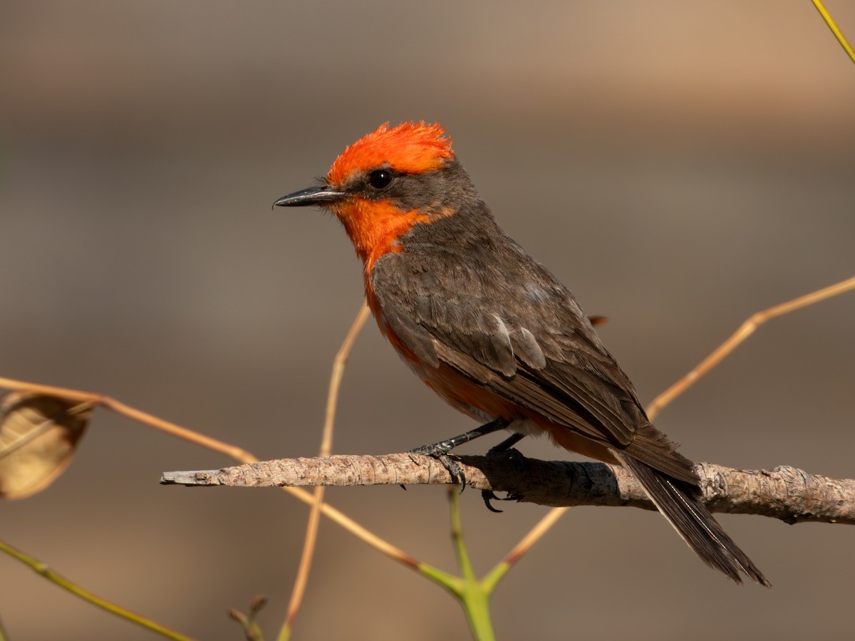 Vermilion Flycatcher (Northern) - ML619920157