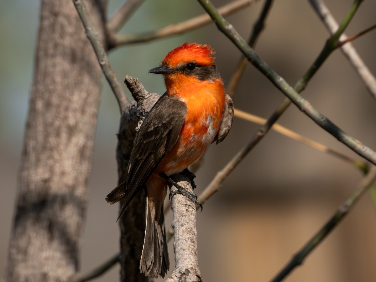 Vermilion Flycatcher (Northern) - Alvaro Rojas 𝙌𝙧𝙤. 𝘽𝙞𝙧𝙙𝙞𝙣𝙜 𝙏𝙤𝙪𝙧𝙨