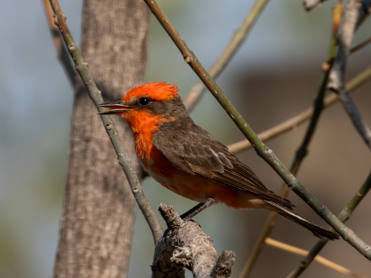 Vermilion Flycatcher (Northern) - ML619920159