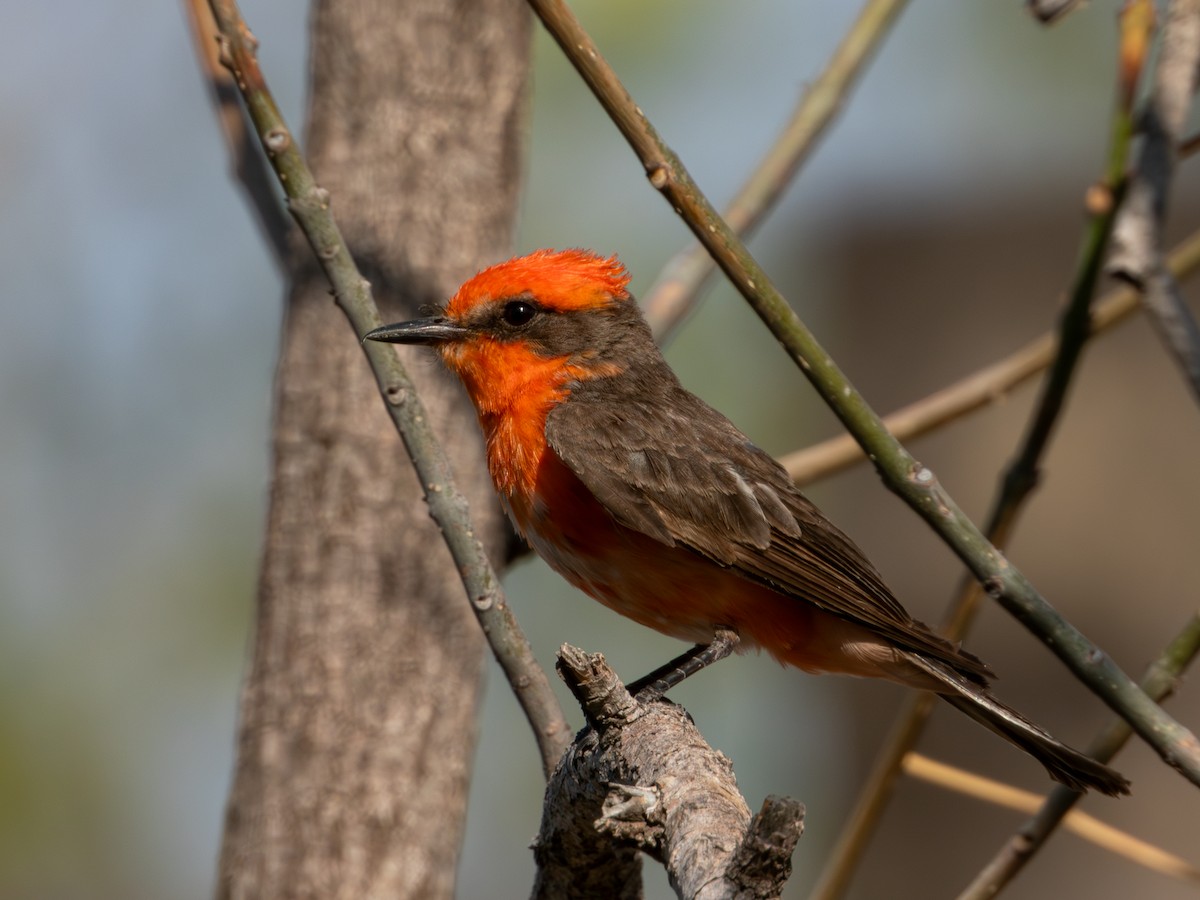 Vermilion Flycatcher (Northern) - ML619920160