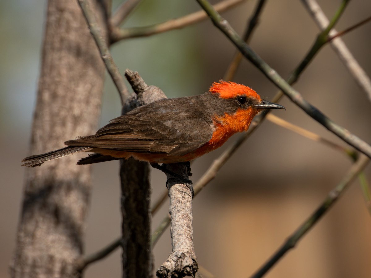 Vermilion Flycatcher (Northern) - ML619920162