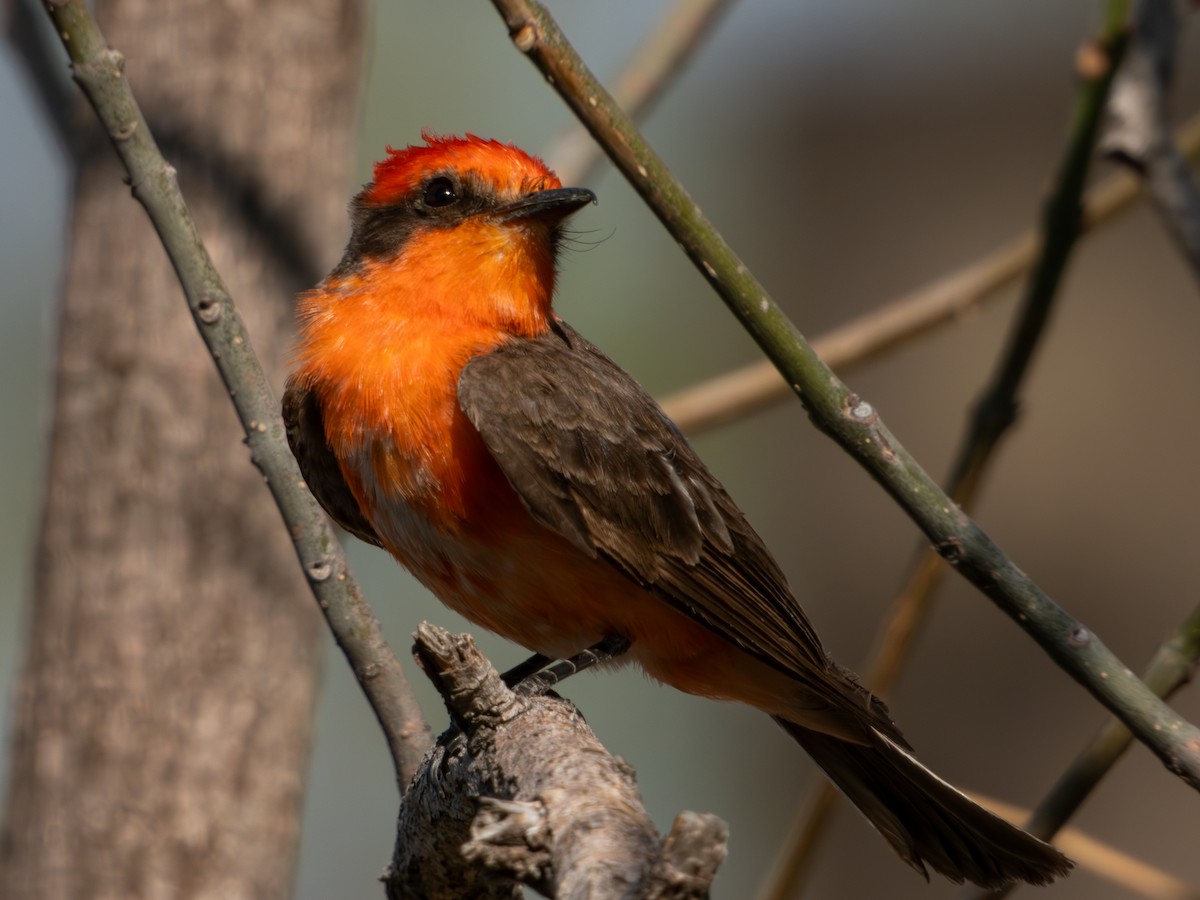 Vermilion Flycatcher (Northern) - ML619920163