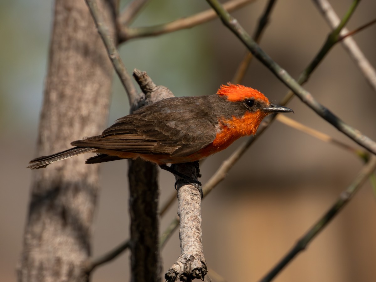 Vermilion Flycatcher (Northern) - ML619920164