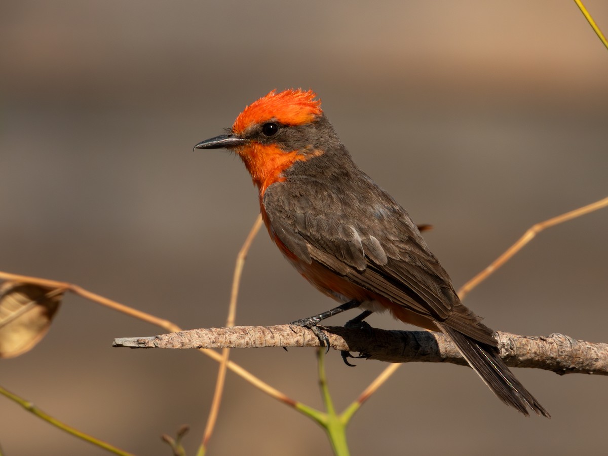 Vermilion Flycatcher (Northern) - ML619920168