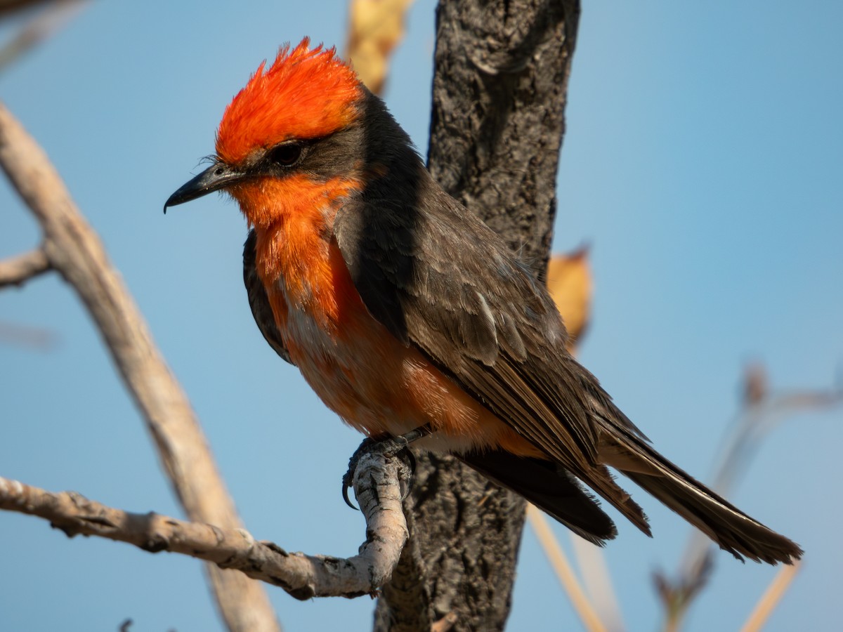 Vermilion Flycatcher (Northern) - ML619920169