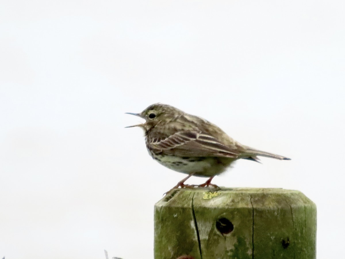 Meadow Pipit - ML619920174