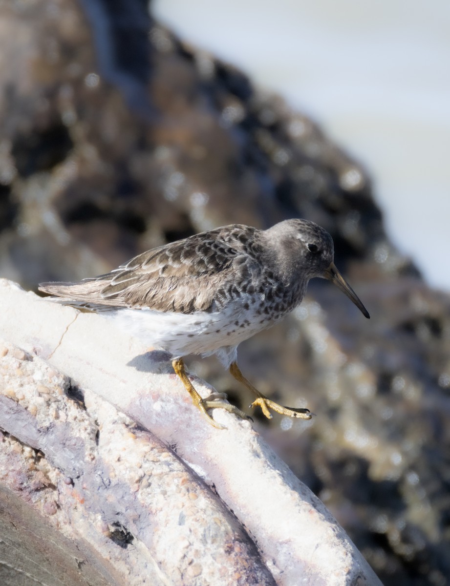 Purple Sandpiper - ML619920180