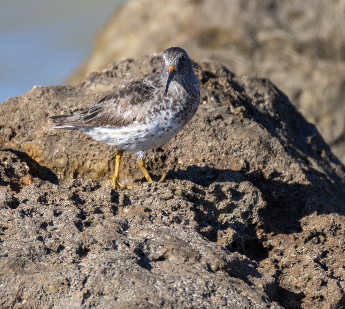 Purple Sandpiper - Daniel Griffith