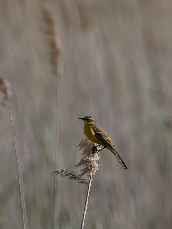 Western Yellow Wagtail - ML619920188