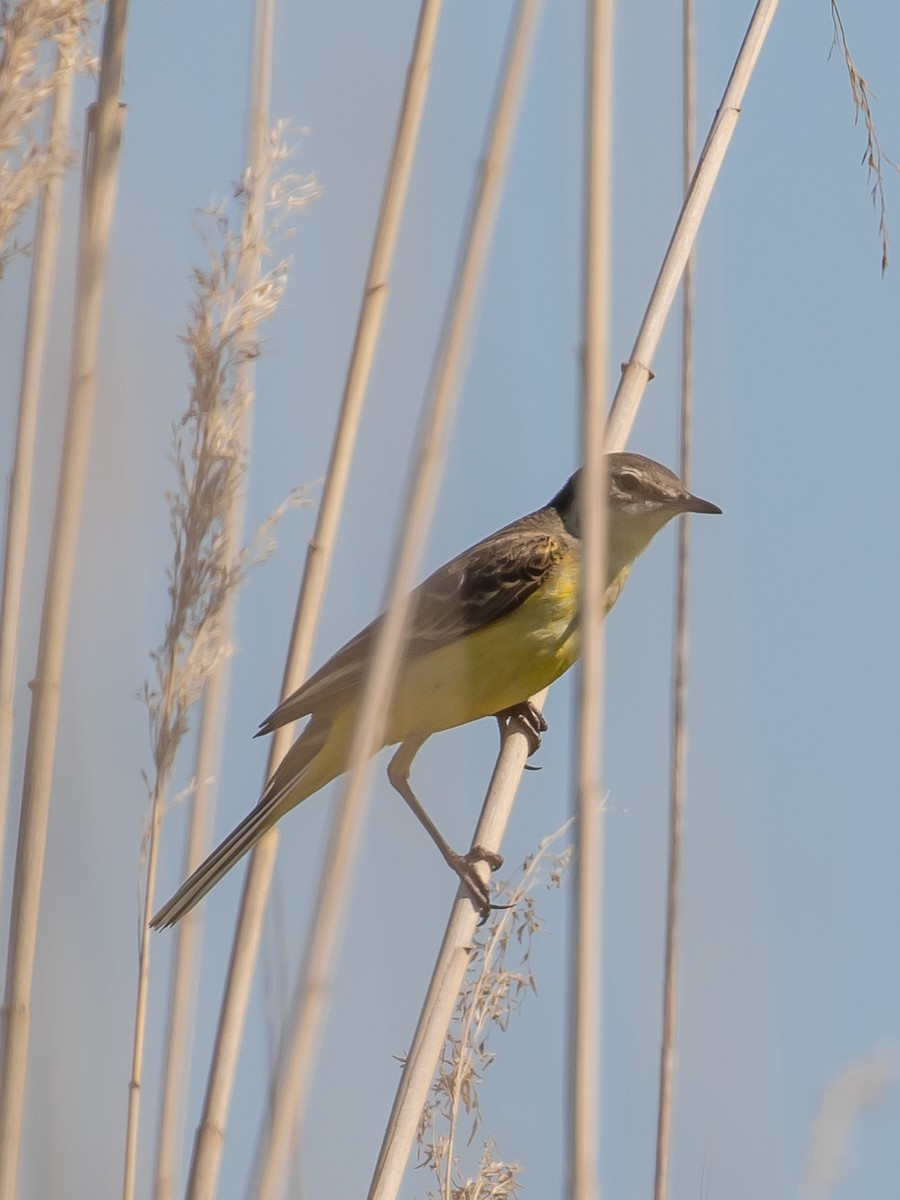 Western Yellow Wagtail - ML619920191