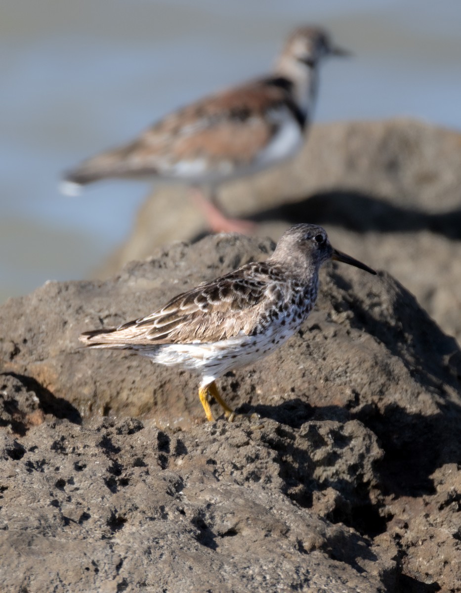 Purple Sandpiper - ML619920192